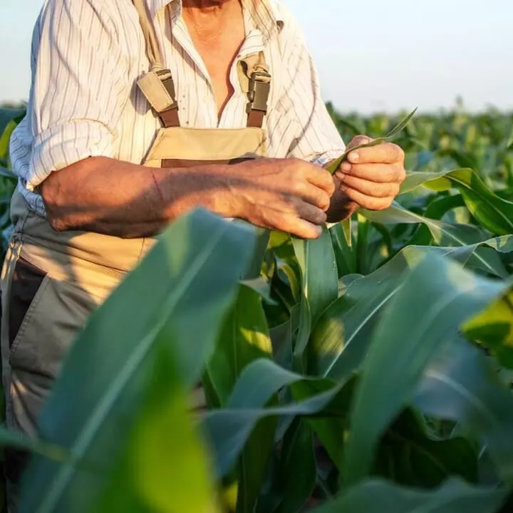 Produtor Agrícola